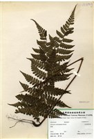 藏品(紅柄蹄蓋蕨)的圖片